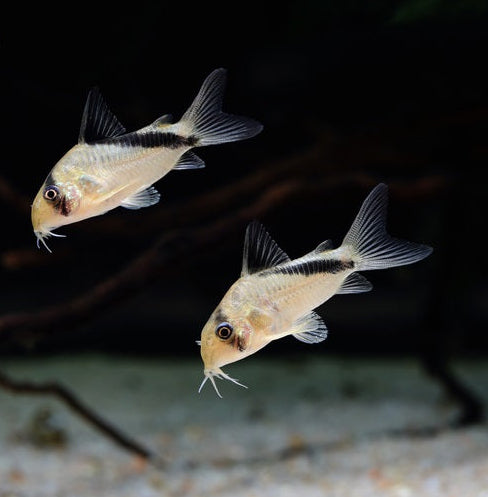 Metae Corydoras