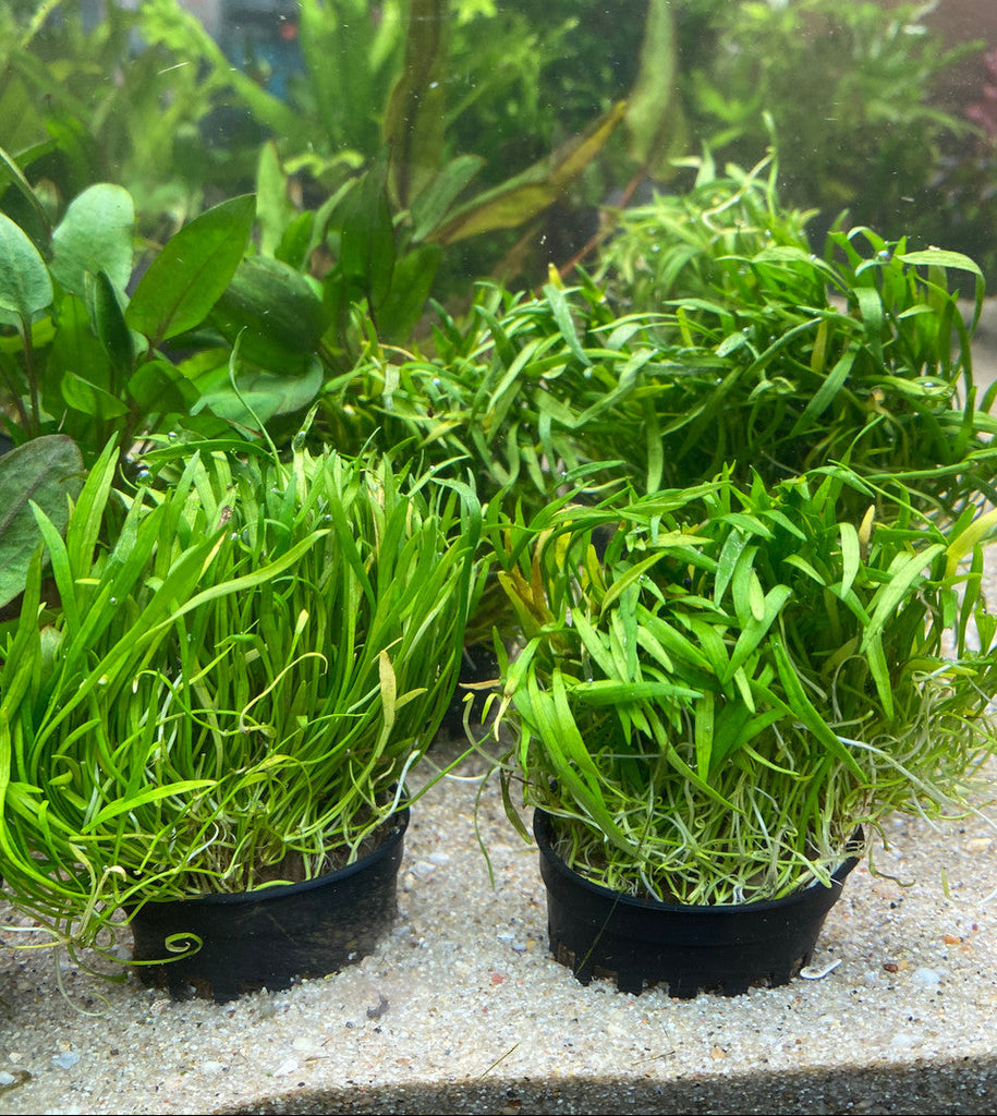 Micro Sword Potted