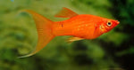 Red Lyretail Molly