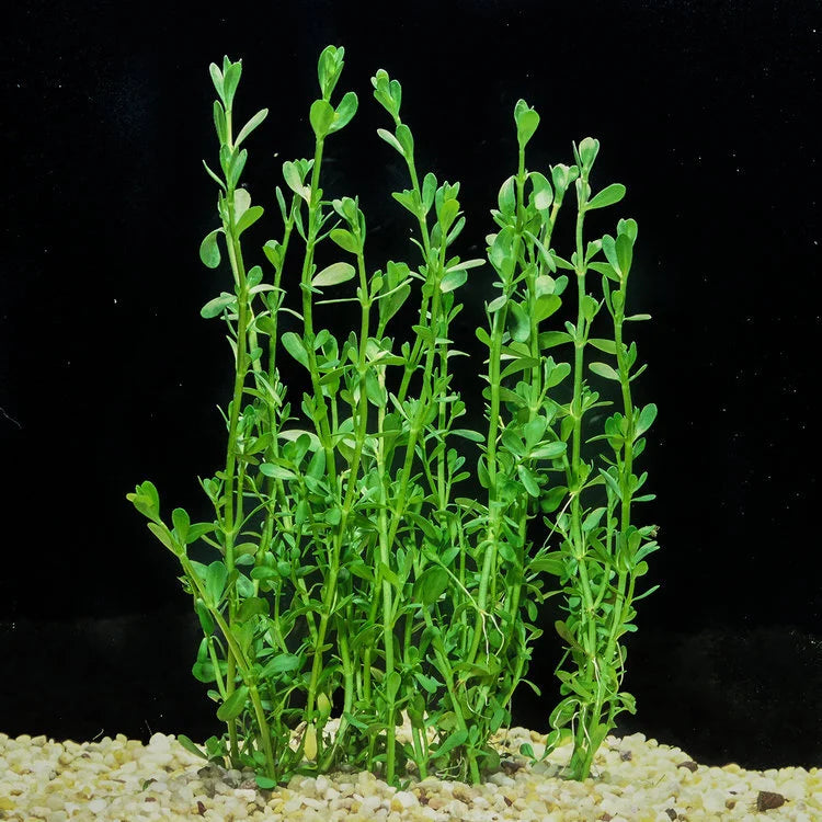Moneywort Submerged Potted