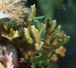 Hollywood Stunner Chalice Coral Aquacultured - Frag product photo 2