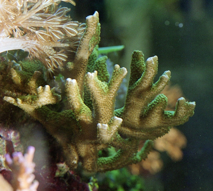Green Digi Montipora Coral - Frag