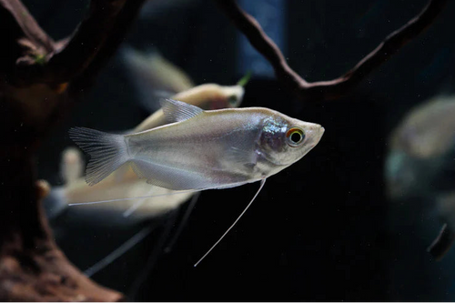 Moonlight Gourami