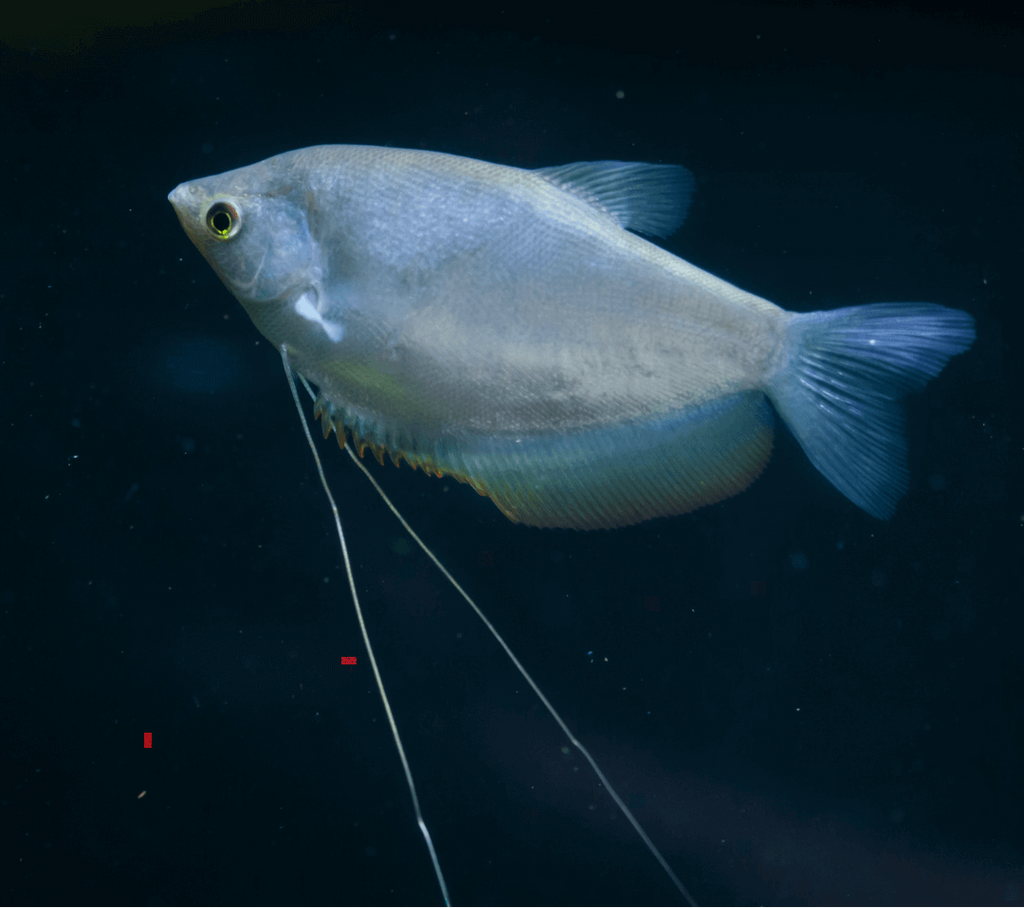 Moonlight Gourami