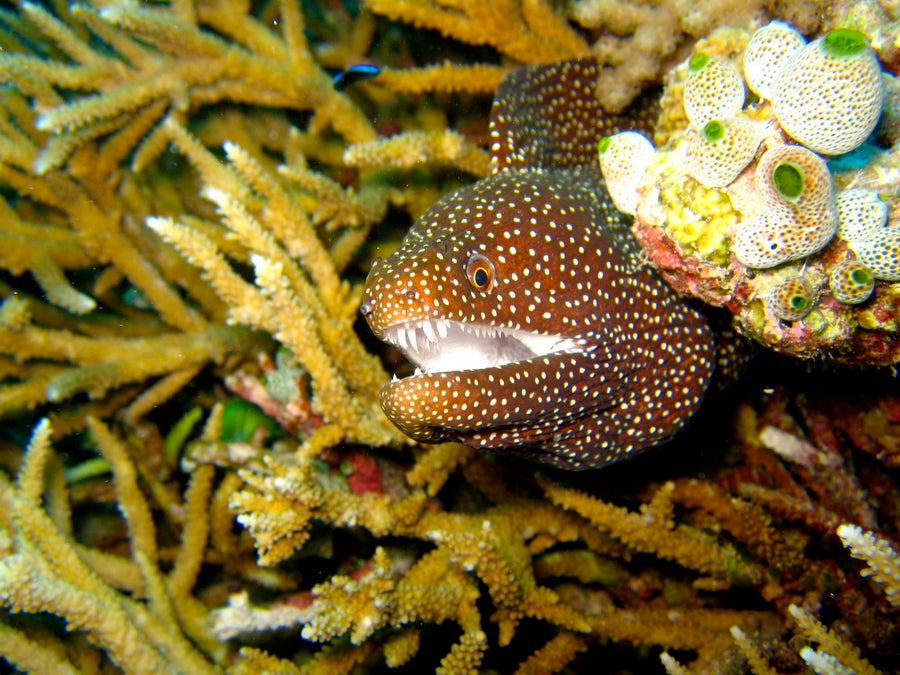 Black Edge Moray Eel - Medium