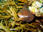 Black Edge Moray Eel - Medium product photo 1
