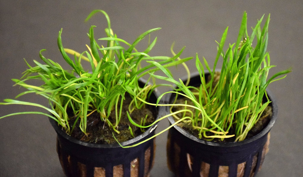 Narrowleaf Micro Sword Potted