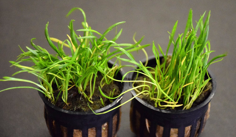 Narrowleaf Micro Sword Potted