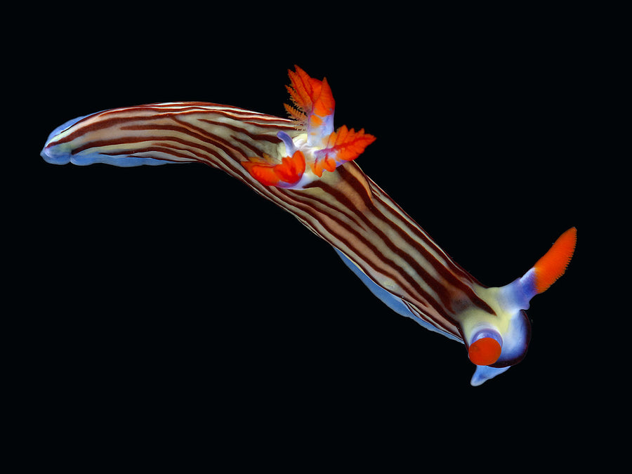 Assorted Colored Nudibranch - Medium