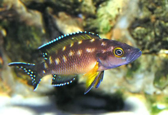 Neolamprologus Buescheri Cichlid