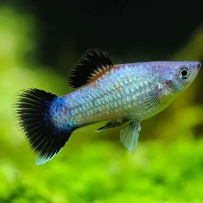 Neon Blue Wag Platy