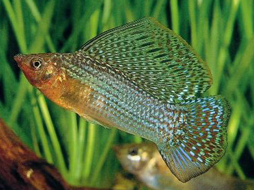 Neon Green Sailfin Molly