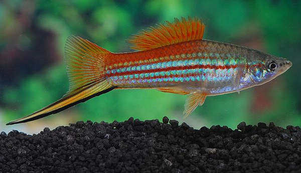 Neon Swordtail