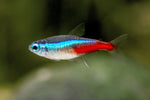 Neon Tetra Florida Lrg
