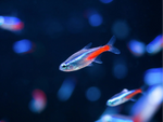 Neon Tetra Florida Lrg