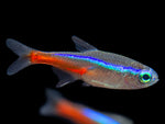 Neon Tetra Florida Lrg