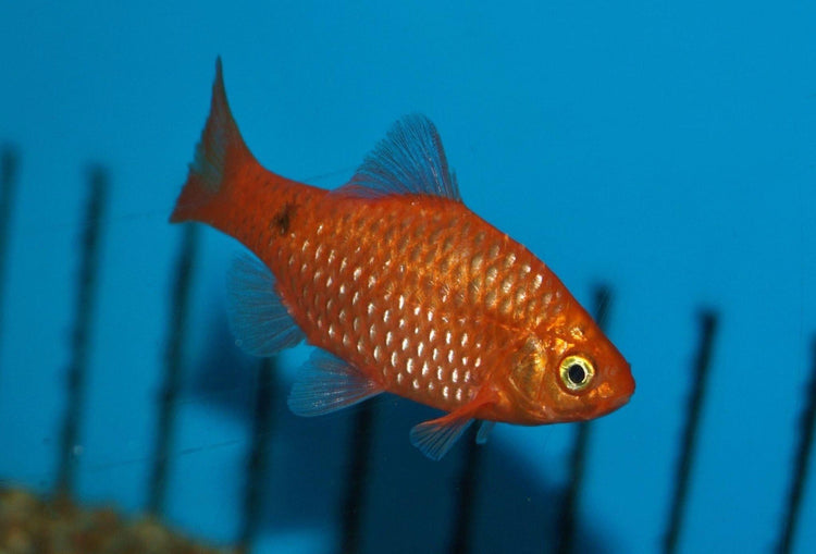 Neon Rosy Barb