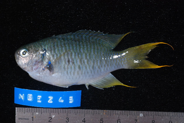 Midnight/Nox Angel - Medium product photo 2