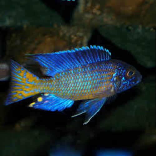 Ngara Peacock Cichlid