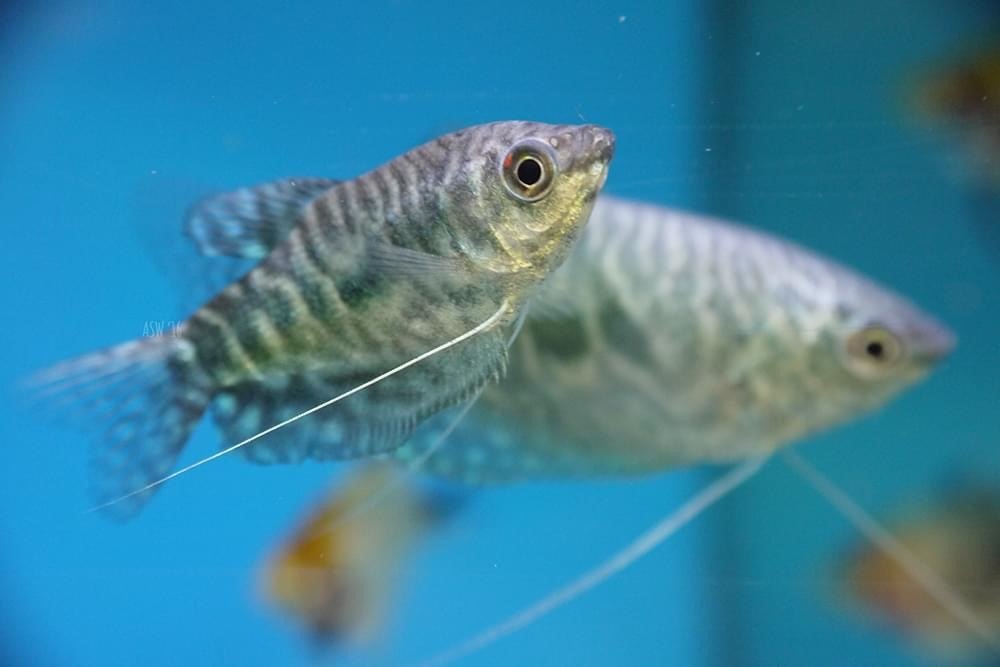 Opaline Gourami