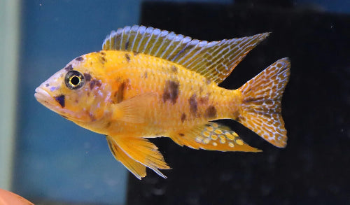 Orange Blotched Peacock Cichlid