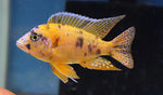 Orange Blotched Peacock Cichlid