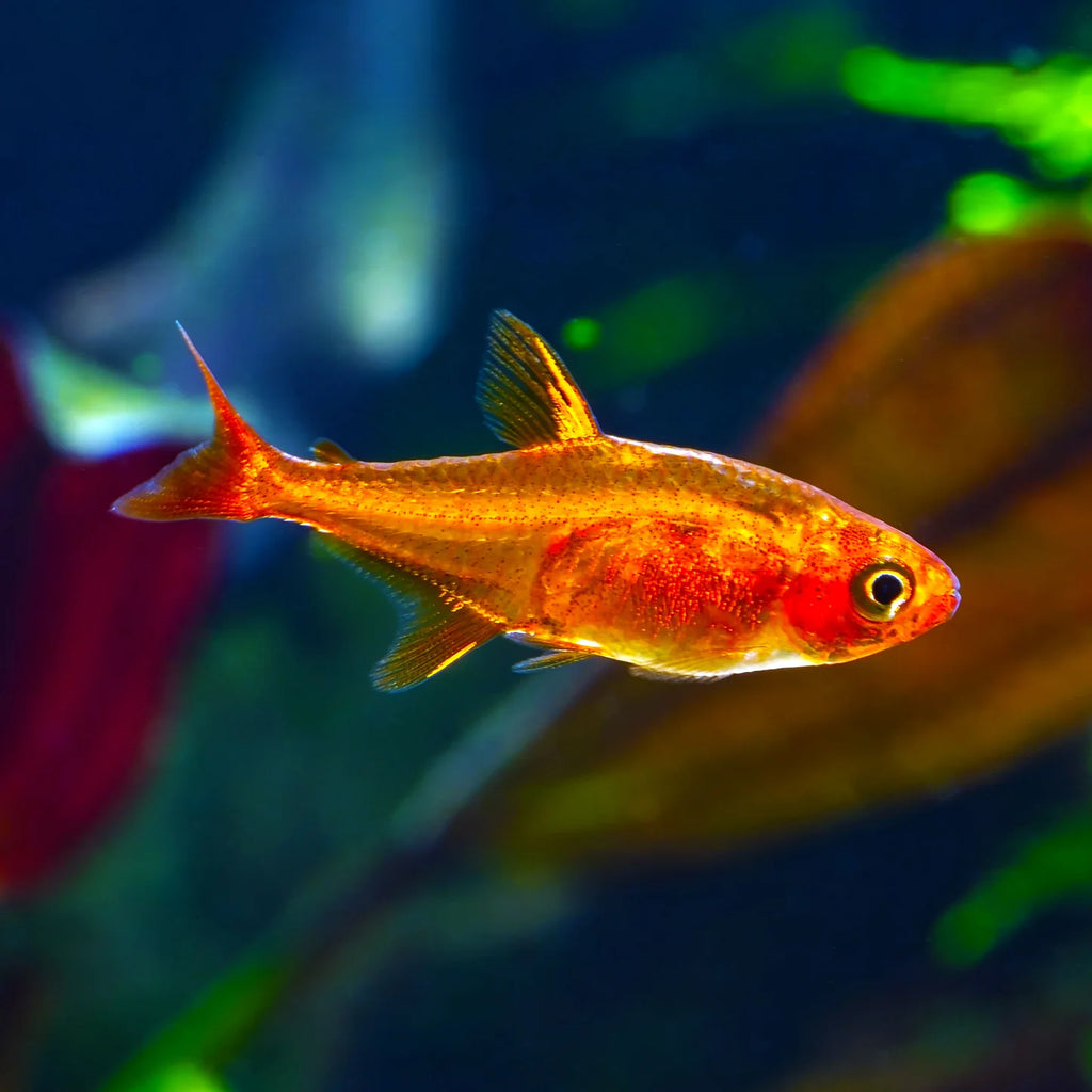 Orange Von Rio Tetra Florida