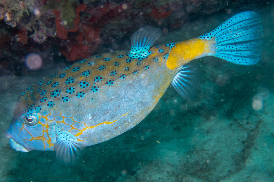 Scrawled Cowfish Atlantic - Medium