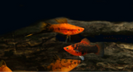 Painted Swordtail