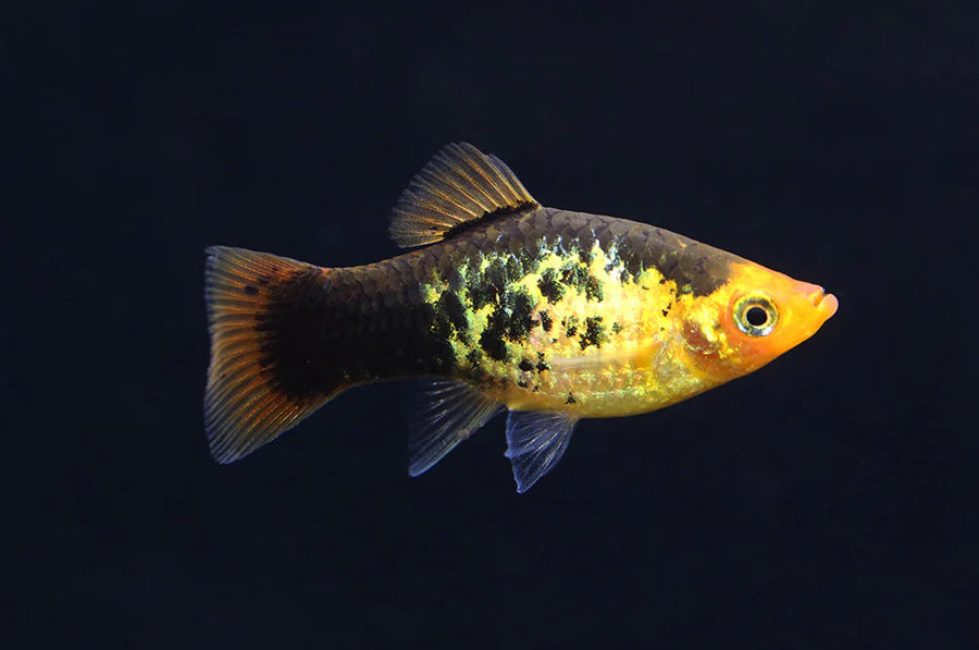 Painted Platy