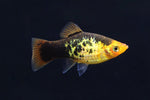 Painted Platy