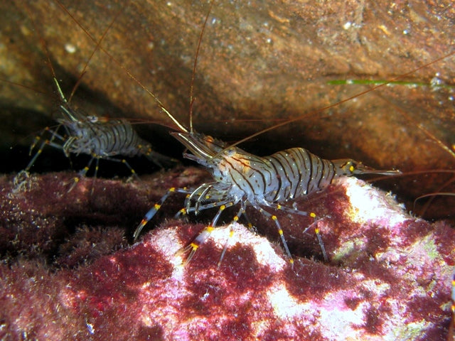 Saron Shrimp - Small product photo 3