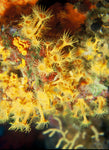 Rainbow Hornet Zoanthid Polyp - Frag product photo 2