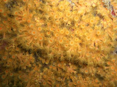 Electric Daisy Stylophora Coral - Frag