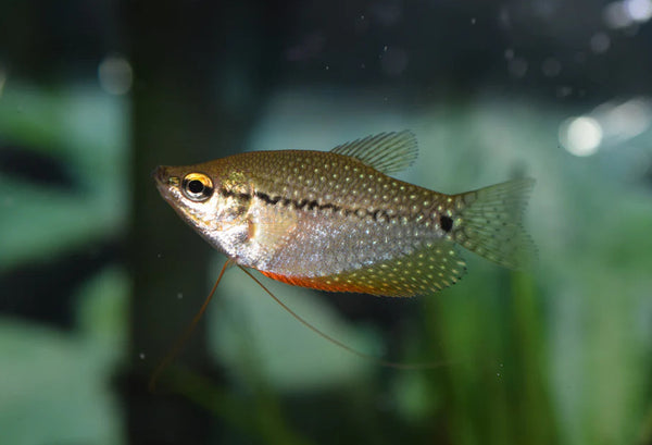 Pearl Leeri Gourami
