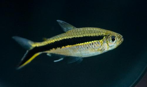 Penguin Tetra