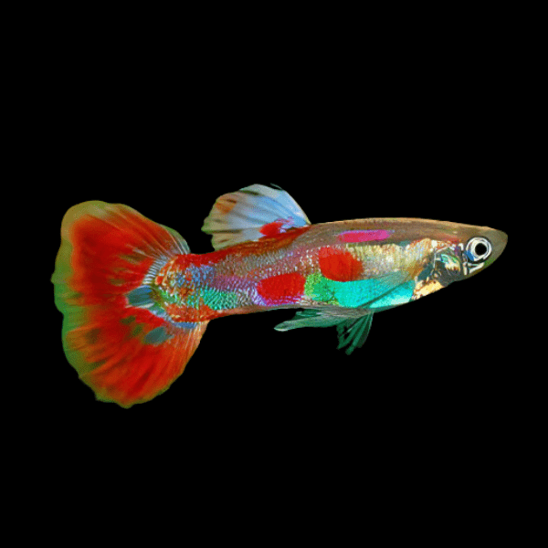 Pigeon Blood Guppy Male