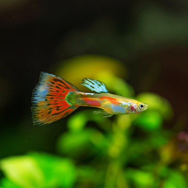 Pigeon Blood Guppy Male