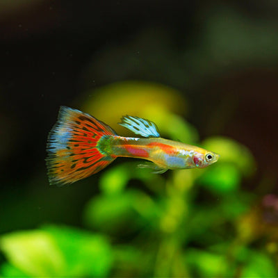 Pigeon Blood Guppy Male