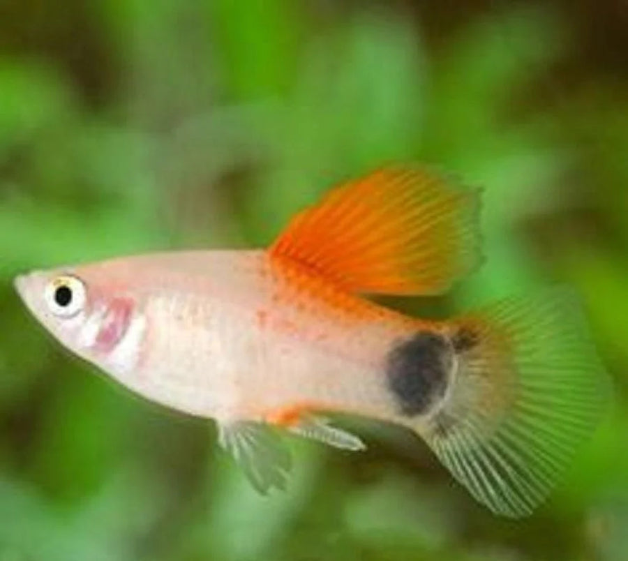 Pineapple Candy Crescent Platy