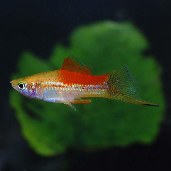 Pineapple Candy Wag Swordtail