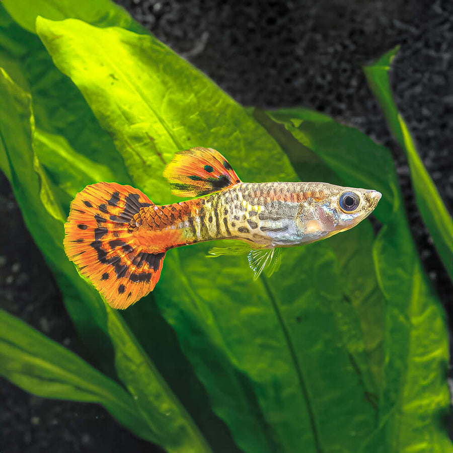 Pineapple Cobra Guppy Male