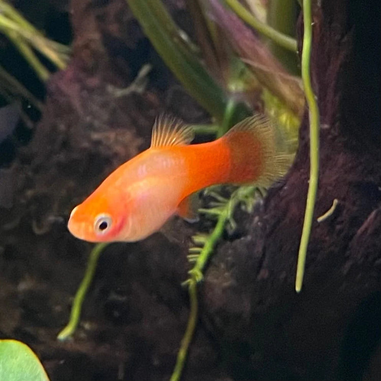 Pink Twinbar Swordtail