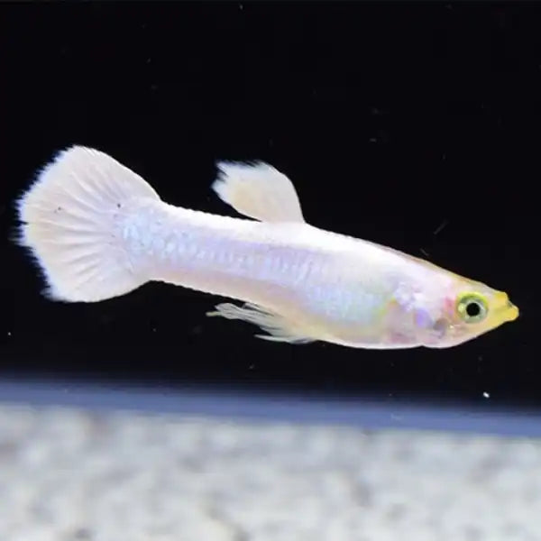 Platinum Guppy Male