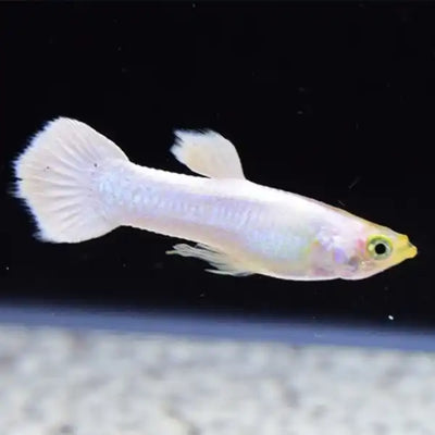 Platinum Guppy Male
