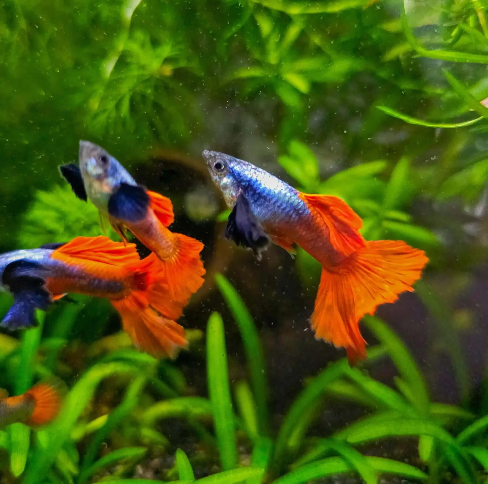 Guppies – Blueripple Aquatics