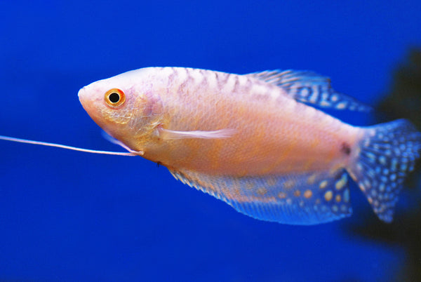 Platinum Gourami