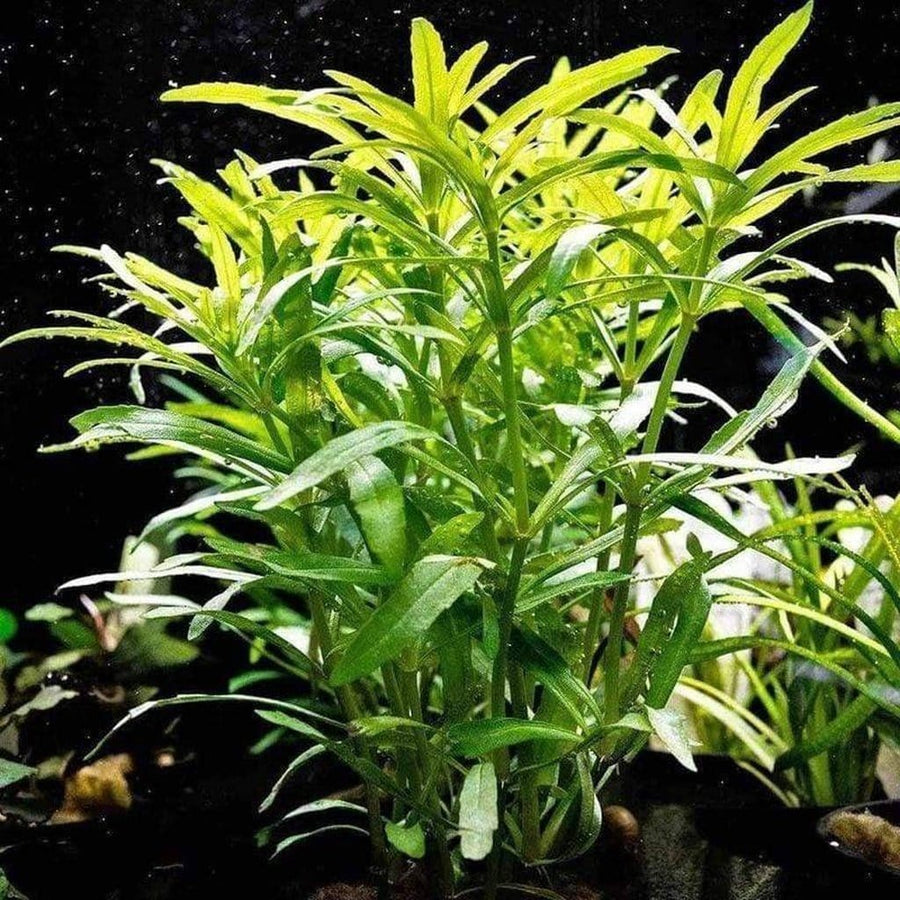 Pogostemon Stellatus Plant Bunched