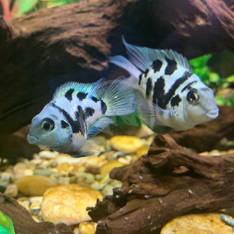 Polar Blue Parrot Convict Cichlid
