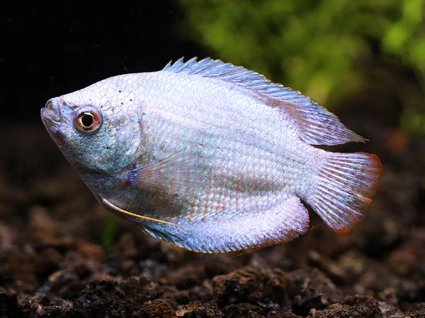 Powder Blue Dwarf Gourami Male